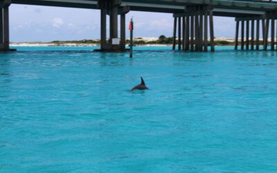 Private Dolphin Tours in Destin, FL: The Ultimate Gulf Experience