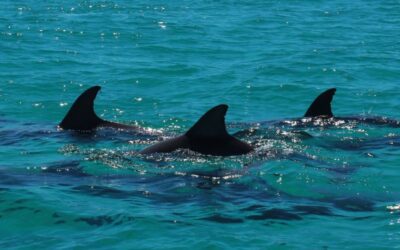 Dolphin Cruise Destin FL: Why You Shouldn’t Miss It