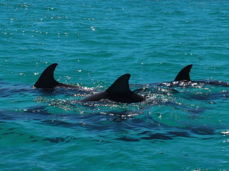Dolphin Cruise Destin FL: Why You Shouldn’t Miss It
