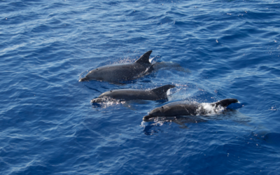 Dolphin Cruises Destin FL: Private Tours with RMR Water Sports