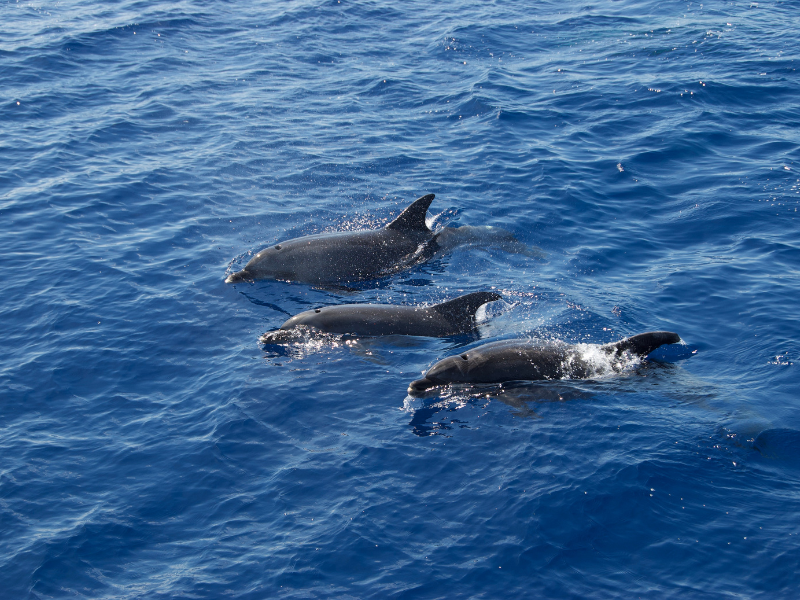 Dolphin Cruises Destin FL: Private Tours with RMR Water Sports